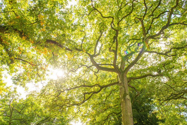 Alles over bomen